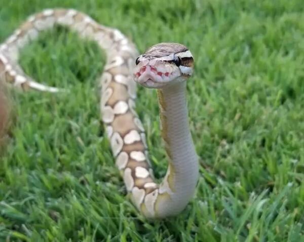 Jane, Jane Bond is a ball python who calls Jolt reader Christina Smith her person. (Courtesy photo)