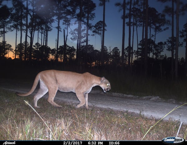 FILE - This 2017 image from a U.S. Fish and Wildlife Service motion-activated camera shows a Florida panther at Florida Panther National Wildlife Refuge. (U.S. Fish and Wildlife Service via AP, File)