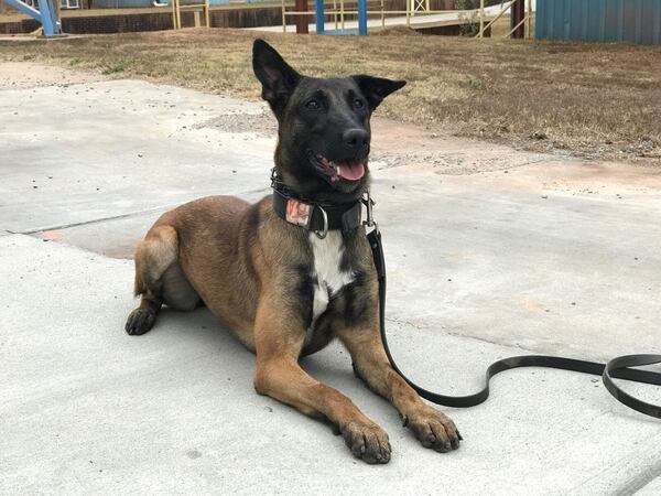 Kathy Gestar recently donated $12,000 for the Gwinnett County Police Department to purchase and train a new K9 officer. That K9, Elsa, is expected to hit the streets in February.