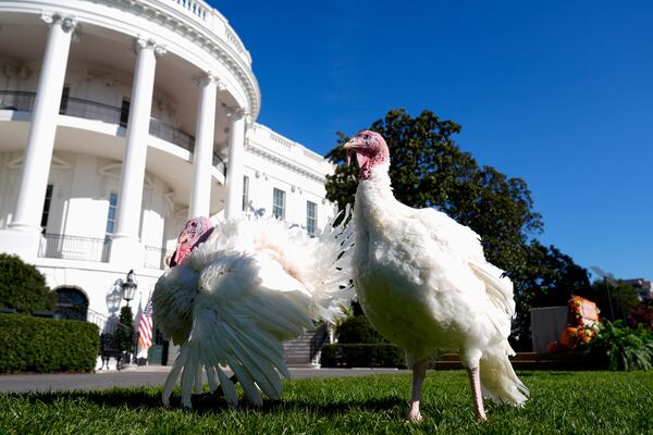 The national Thanksgiving turkeys Peach and Blossom are pictured before a pardoning ceremony with President Joe Biden on the South Lawn of the White House in Washington, Monday, Nov. 25, 2024. (AP Photo/Mark Schiefelbein)