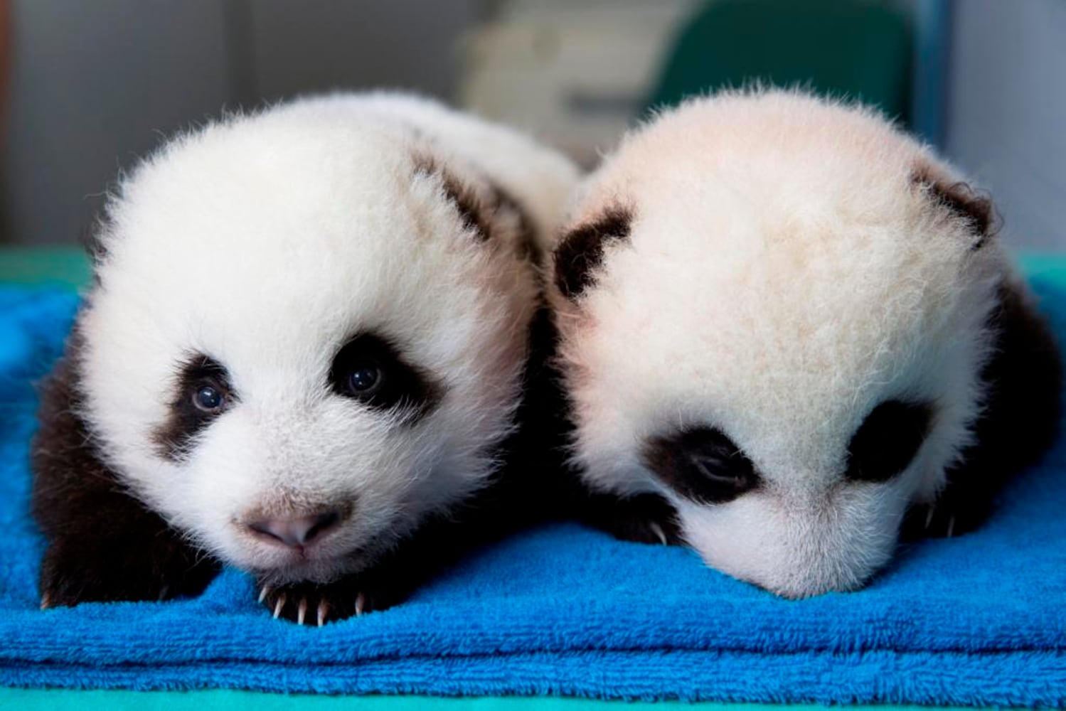 Zoo Atlanta babies