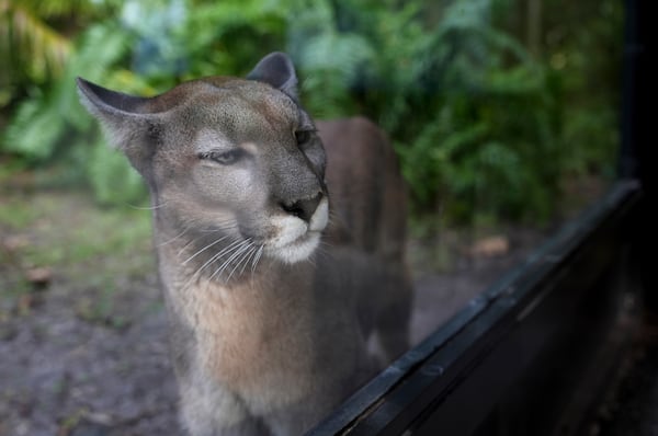 Athena the panther looks out from her enclosure at the Florida panther exhibit at the Naples Zoo, Jan. 15, 2025, in Naples, Fla. (AP Photo/Lynne Sladky)