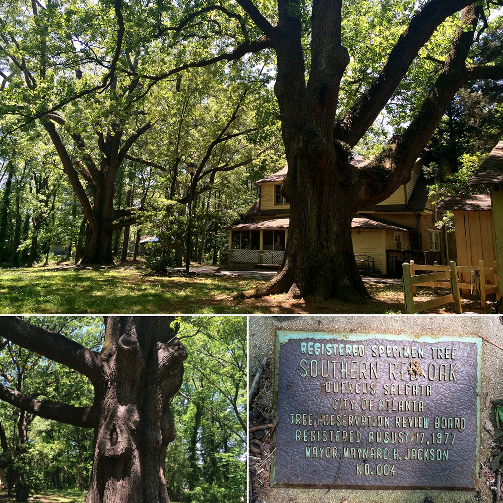 The Gilbert House Oaks