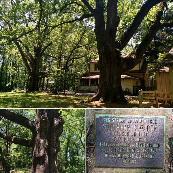 The Gilbert House Oaks