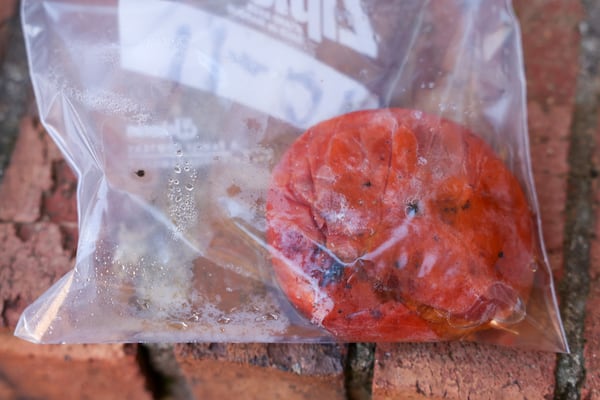 Cheryl Garcia kept a persimmon from her tree that had what she believes was chemical residue on it after the BioLab fire, on Wednesday, Dec. 11, 2024, in Conyers, Ga. (Jason Getz / AJC)
