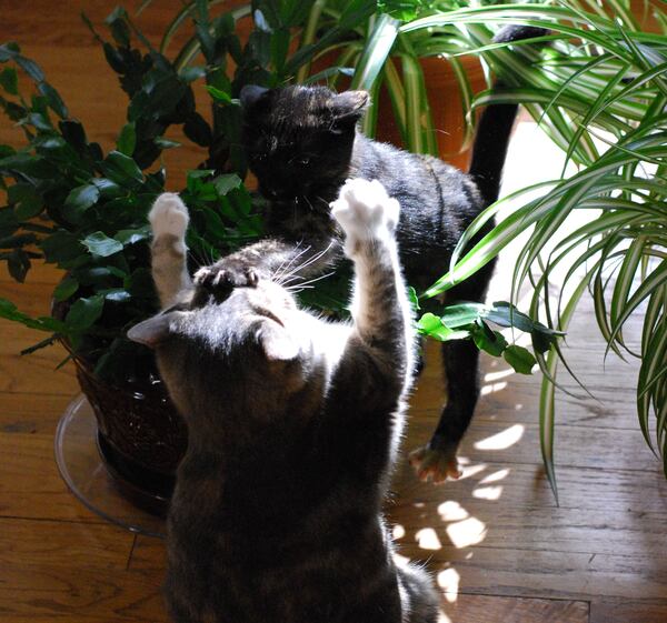 Kevin Montgomery of Buford shared this photo from 2017. "Our two rescue kittens were playing together. Scarlett leaped out from  the house plants and swatted Leeloo between the eyes.," he wrote. "No harm done and they continue to play together to this day."