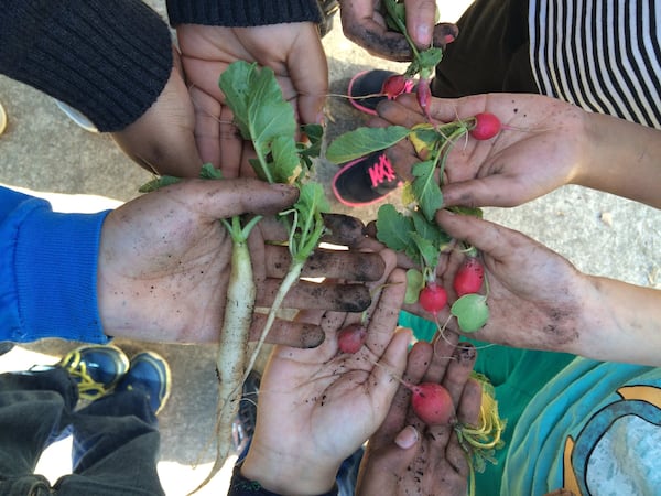 Briar Vista Elementary School students harvest their first radishes grown with the guidance of FoodCorps Georgia service member Sarah Dasher.