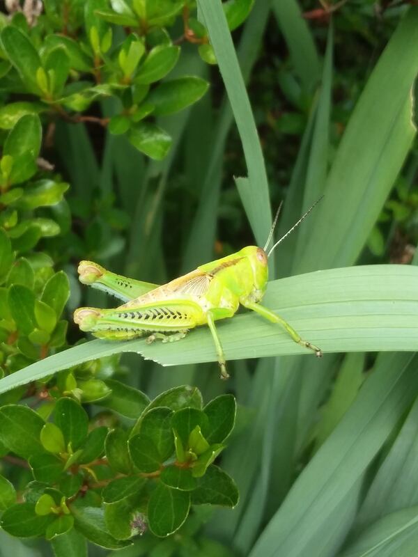 "This grasshopper was bright enough to catch my attention last summer as he bobbed up and down in the wind on a blade of iris," wrote Catherine Beckham. "Looks like he had a meal out of the partially eaten blade behind him."