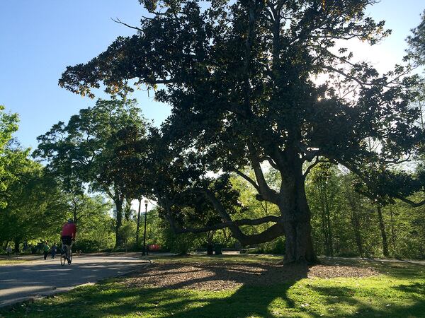 The "Climbing Magnolia" in Piedmont Park was one of the city's most recognizable — and most photographed — trees. It succumbed to rot on Friday night and toppled over.