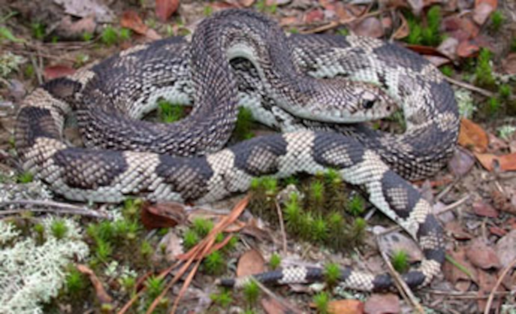 Georgia non-venomous snakes