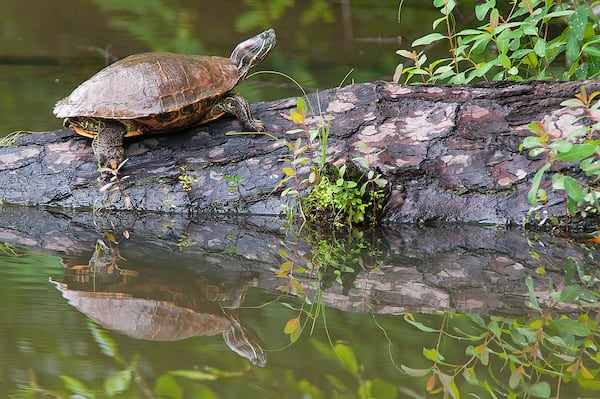 Located in Sandy Springs, Island Ford, part of the Chattahoochee River National Recreation Area, is ideal for spending a day hiking, fishing or watching wildlife.
(Courtesy of Tom Wilson)