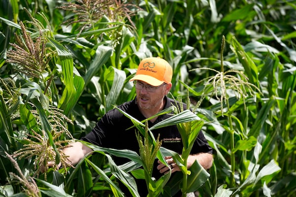 PowerPollen head of engineering Jason Kelsick walks through a row of corn in a field, Thursday, Aug. 22, 2024, near Ames, Iowa. (AP Photo/Charlie Neibergall)