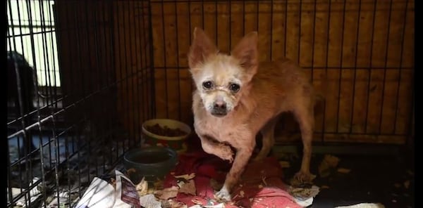 Several animals were rescued from 'deplorable' conditions they survived  in Habersham County. (Credit: Frank Loftus/ The HSUS)