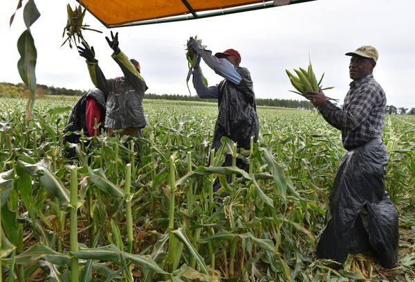 Workers harvest sweet corn at Worsham Farms in Vada in October. It’s been six years since Florida took its long-running water rights grievances against Georgia to the Supreme Court, and since then the focus of its suit has shifted from metro Atlanta to the farmland of southwest Georgia. (Hyosub Shin / Hyosub.Shin@ajc.com)