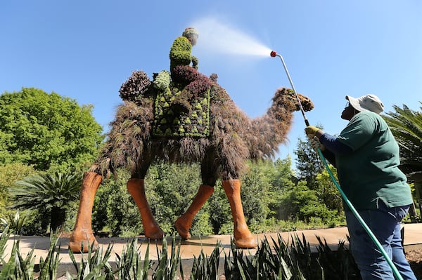 Johnessia Moss waters part of the Camels sculpture in Imaginary Worlds at Atlanta Botanical Gardens on Monday, April 30, 2018, in Atlanta.     Curtis Compton/ccompton@ajc.com