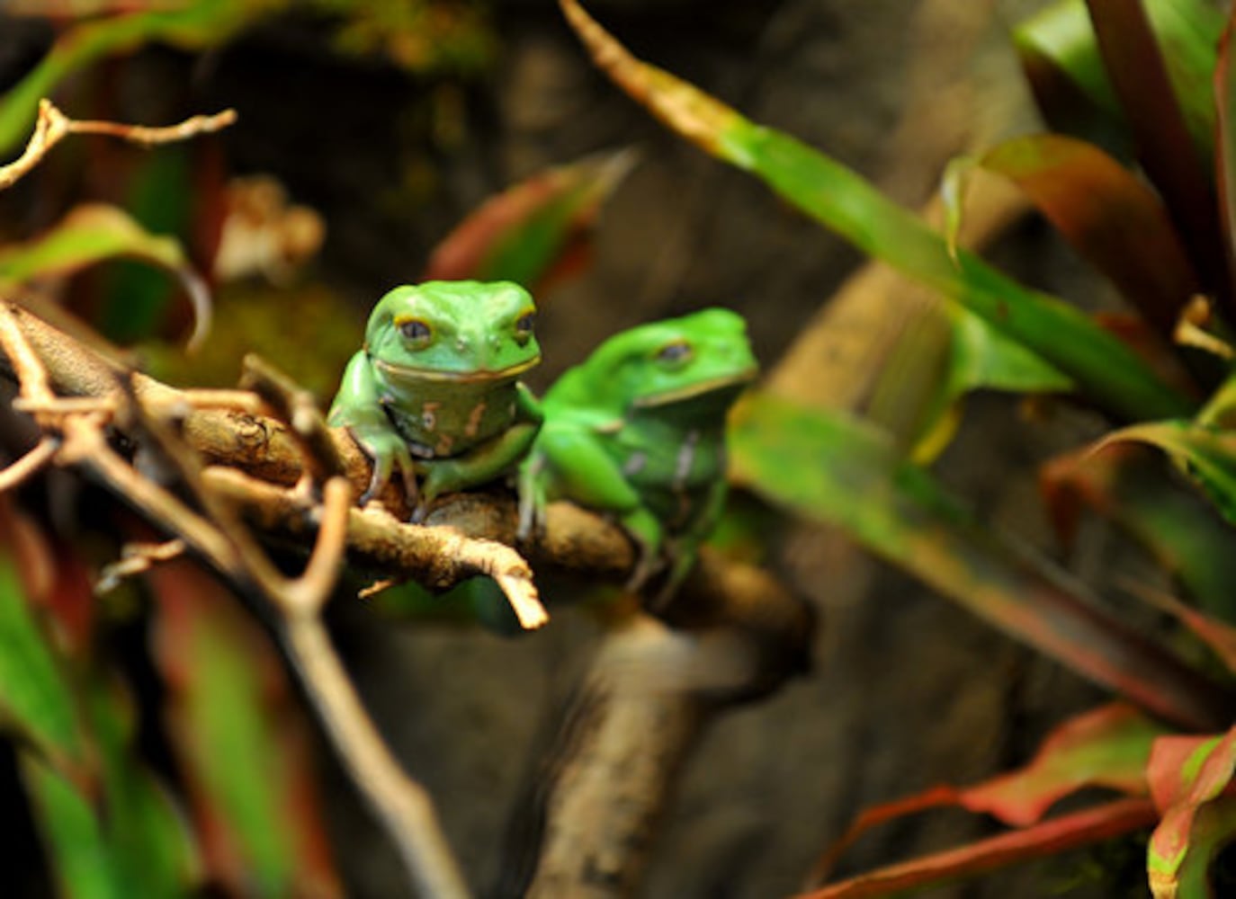 Frogs- A Chorus of Colors opens at the Georgia Aquarium