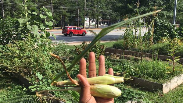 Baby Katie’s Pharm & Kitchen uses community garden space in front of Memorial Drive Presbyterian to teach her clients how to grow their own food. CONTRIBUTED BY KATHERINE JUHAN-ARNOLD