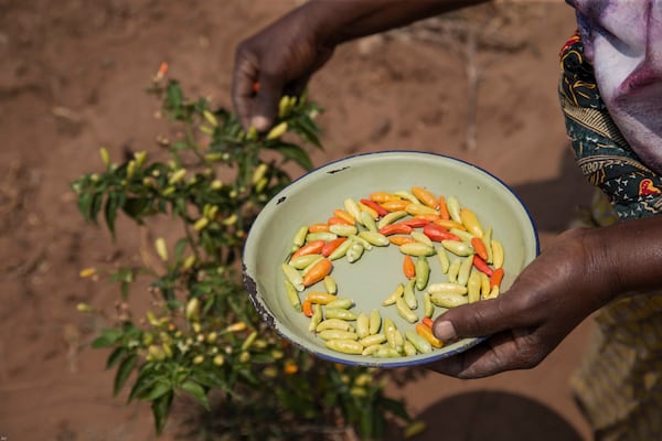 Chilies are harvested in a plot that is part of a climate-smart agriculture program funded by the United States Agency for International Development in Chipinge, Zimbabwe, Thursday, Sept. 19 2024. (AP Photo/Aaron Ufumeli)