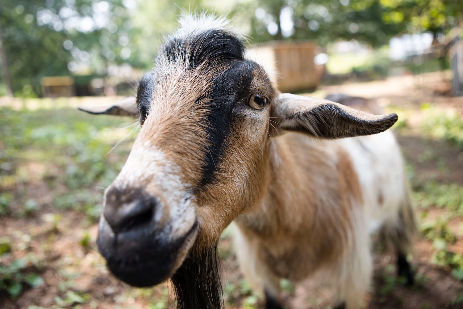 Lupin the goat grazes at Our Giving Garden on Wednesday, June 7, 2023, in Mableton, Georgia. The nonprofit recently had to raise funds to treat Lupin when he contracted an illness. Our Giving Garden is a nonprofit community garden that donates fresh produce to families without access to it. CHRISTINA MATACOTTA FOR THE ATLANTA JOURNAL-CONSTITUTION.