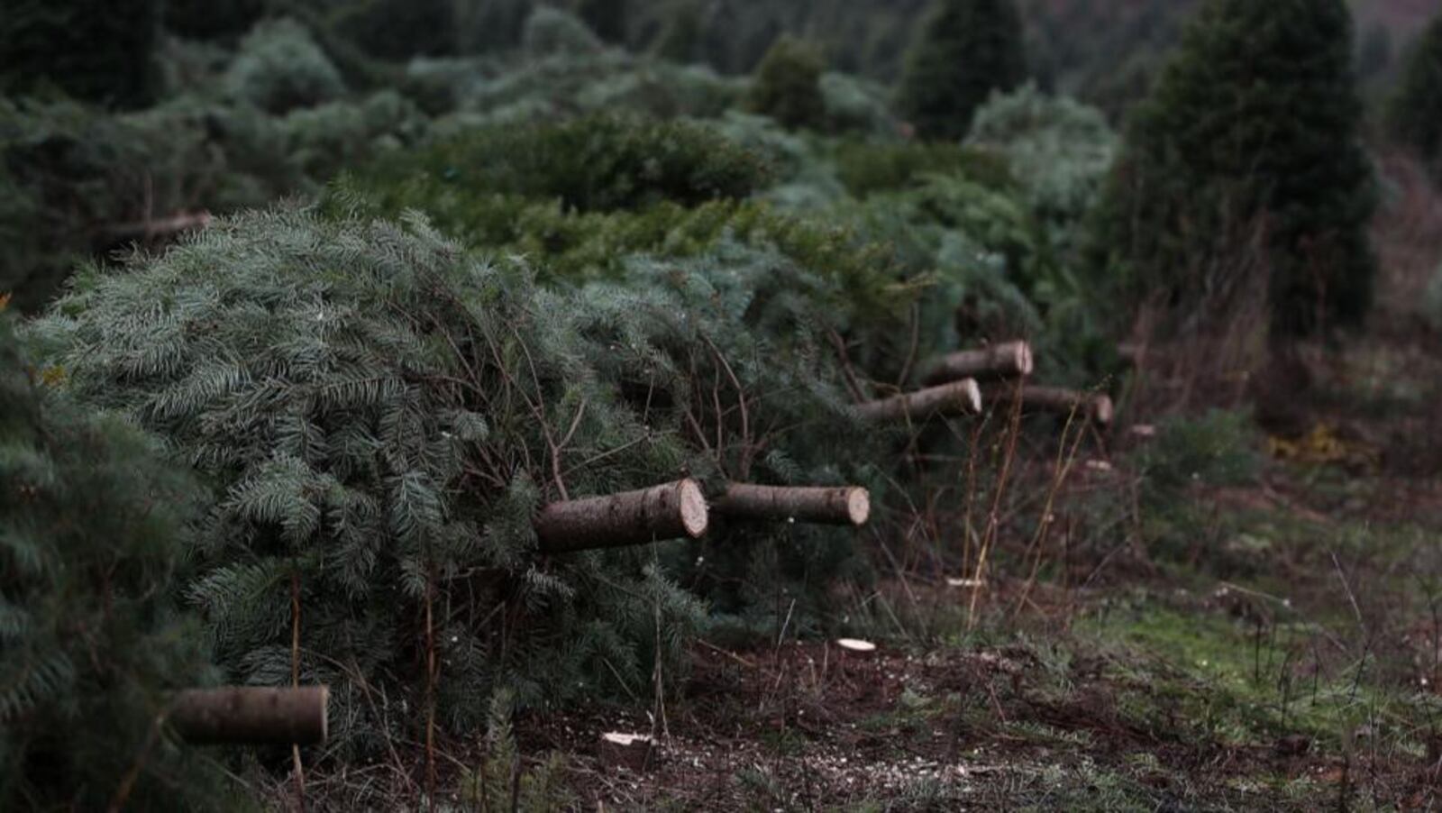 Fresh Christmas trees are home to bugs, but most won't last by the time they are in homes across the country.