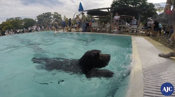 Splish Splash Doggie Bash allows dogs to swim in Piedmont Park’s Aquatic Center before it’s drained and closed for the season.