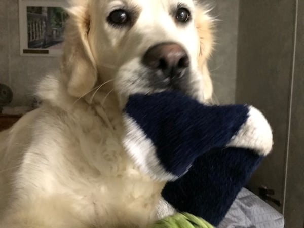 Endeavour is a cream colored golden retriever and (off-duty) service dog. (Courtesy photo)