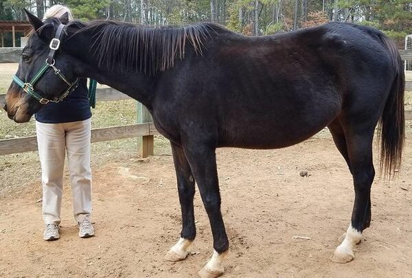 When she arrived at High Meadows School in Roswell late last year, few thought Bella Luna would survive. Thanks to the care of Walt Knapp and students at the school, she is doing just fine now. CONTRIBUTED BY WALT KNAPP