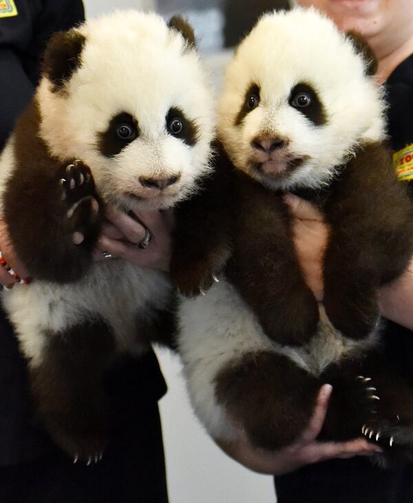 Twin giant panda cubs Xi Lun (left) and Ya Lun were born Sept. 3 at Zoo Atlanta, the second set of panda twins born at the zoo and the only panda twins in the U.S. They received their names at their 100 Day Naming Celebration on Dec. 12. HYOSUB SHIN / HSHIN@AJC.COM