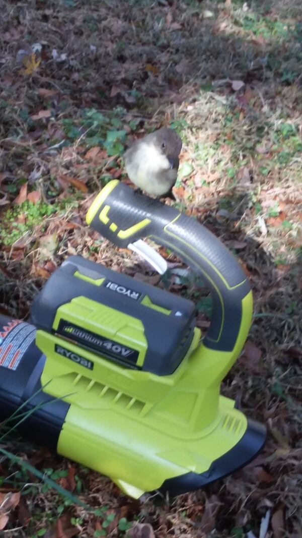 This Eastern Phoebe knows how to interrupt work progress. wrote Catherine Beckham. "My yard is known for "critters" in Milton. I  feed all species of birds, but only this Phoebe will eat meal worms out of my hand."