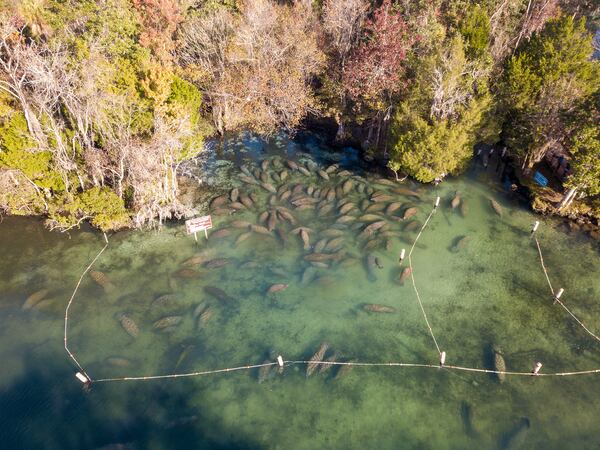 Swim with the manatees in Crystal River, where the water is consistently 72 degrees.
(Courtesy of Jeremiah Johnson/Crystal River Photography)