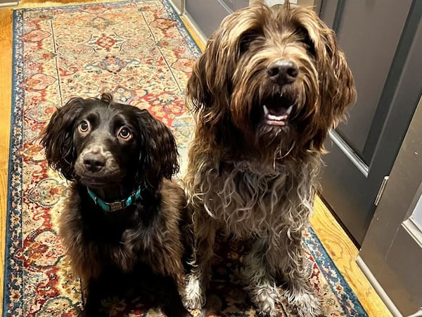 Winnie and Maggie are the pups of state Rep. Teri Anulewicz, D-Smyrna. (Courtesy photo)