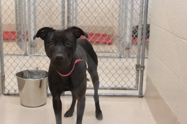 Photos courtesy of Gwinnett County animal shelter.