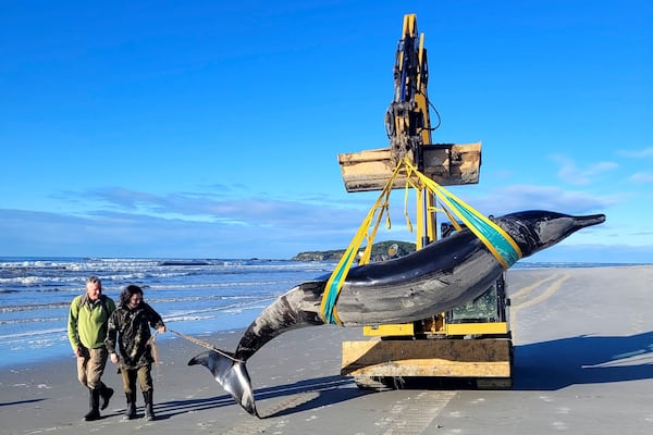 FILE - In this photo provided by the New Zealand Department of Conservation rangers Jim Fyfe and Tūmai Cassidy walk alongside what is believed to be a rare spade-toothed whale, on July 5, 2024, after its was found washed ashore on a beach near Otago, New Zealand. (Department of Conservation via AP, File)