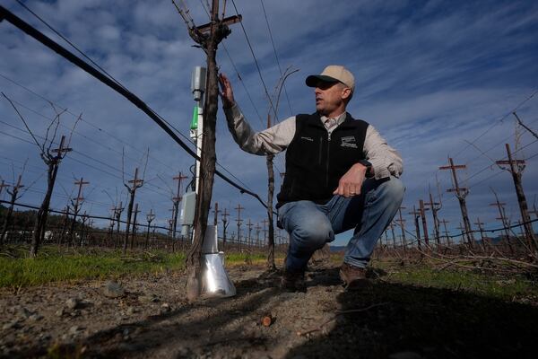 Tyler Klick, Partner/Viticulturist of Redwood Empire Vineyard Management, gestures toward an Agrology Arbiter system, which measures soil respiration, soil temperature and ambient temperature, during an interview on AI technology used in the wine industry in a Chardonnay production vineyard in Geyserville, Calif., Friday, Jan. 24, 2025. (AP Photo/Jeff Chiu)