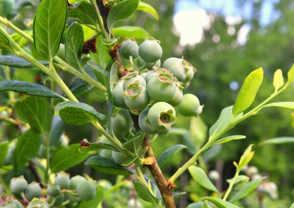 These are some of the blueberry plants that survived a recent unseasonable frost. Many factors go into which blooms survive a frost, including location, wind direction and, sometimes, plant variety. Chris Hunt for The Atlanta Journal-Constitution