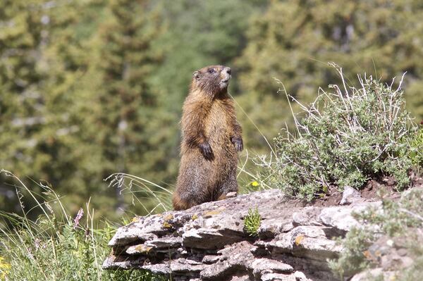  A couple in Mongolia died from the bubonic plague after eating raw marmot meat.