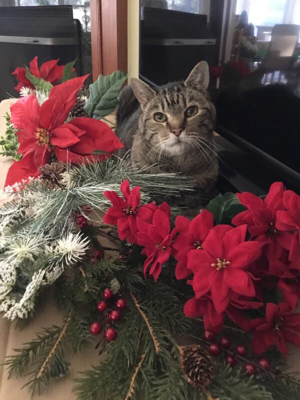 Linda Jennings shared this photo. "My name is Baxter. I’m eighteen years old, but I’m still a kid at Christmas."