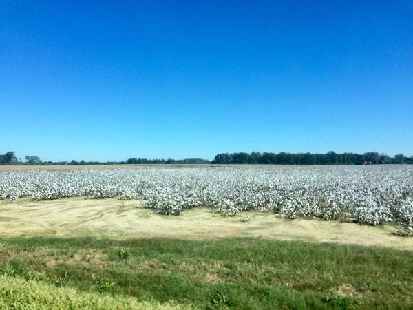 "I took this beautiful picture of a white cotton field with beautiful blue sky on return trip from Florida last fall," wrote
Jenny Lashley of Americus.