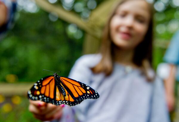 July 13, 2013 Roswell - A butterfly perches on Lillian Rowley's paint brush inside the live butterfly exhibit tent at the Chattahoochee Nature Center in Roswell during the 14th annual Flying Colors Butterfly Festival on Saturday, July 13, 2013. Visitors were invited into the tent to hand feed over 250 butterflies. Other activities during the festival included live music, childrens arts and crafts and butterfly releases into the wild. JONATHAN PHILLIPS / SPECIAL