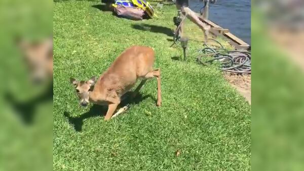 A deer rests after it was rescued from a Texas lake.