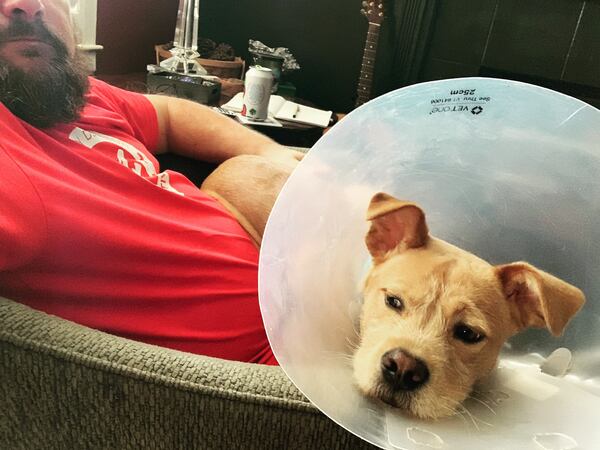 Arlo Kimes, a Staffordshire terrier mix, with the dreaded cone, recovering from a recent surgery. (Courtesy photo)