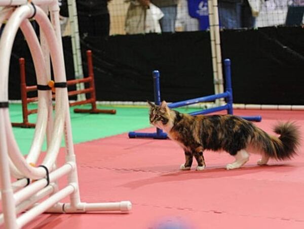 Pedigree and household cats will compete at the Cotton States CFA Championship &amp; Household Pet Cat Show this weekend in Duluth.