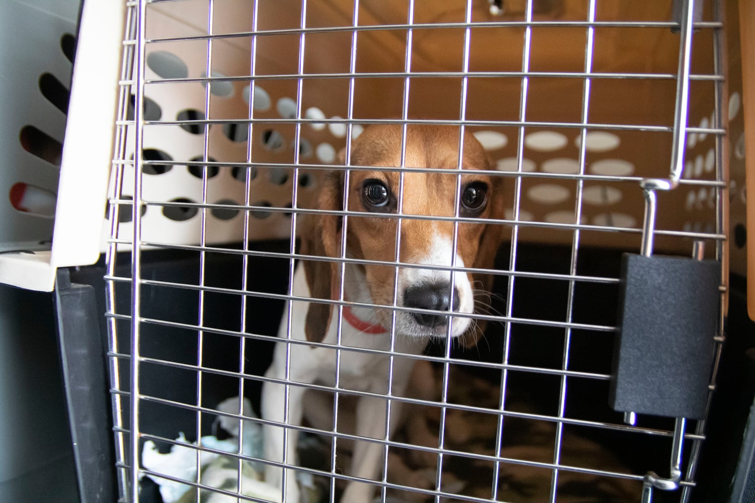 Atlanta Humane Society rescues dozens of dogs from animal testing breeding facility