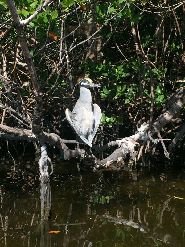 Jerry Barth shared a photo of a yellow-crowned night heron that he photographed last year in Sanibel, Fla. while kayaking through the Ding Darling National Wildlife Refuge. "The bird was sunning itself among some mangroves and its wings were folded in almost a heart-shaped manner," he wrote.