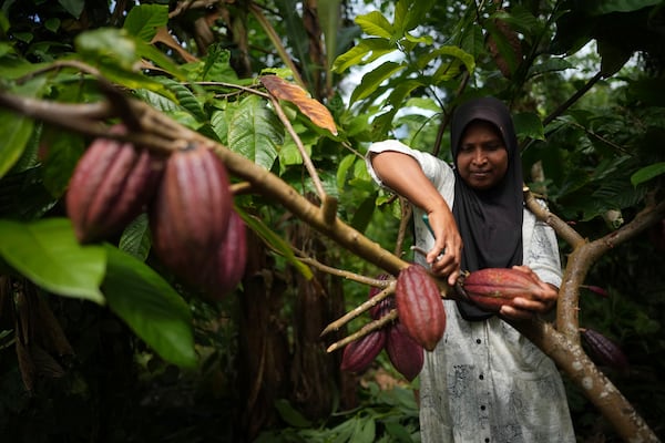 A farmer picks cocoa pods at a plantation in Tanjung Rejo, Indonesia, Tuesday, Feb. 18, 2025. (AP Photo/Dita Alangkara)