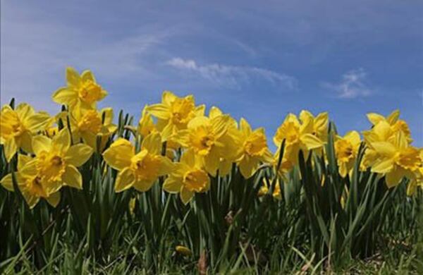 Spring flowers