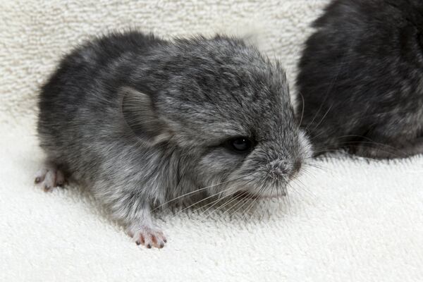 Long-tailed chinchilla twins were born Sept. 19 to parents Elsa and Cusco. A critically endangered species, they live in the Zoo s Wieland Wildlife Home. Unlike the giant panda twins, the chinchilla is almost self-sufficient at birth. Photo: Zoo Atlanta