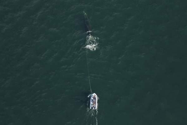 Georgia wildlife biologists and other staff helped free an endangered North Atlantic right whale from most of the fishing gear it was tangled in earlier this year, a rare success story for a species facing the threat of extinction.