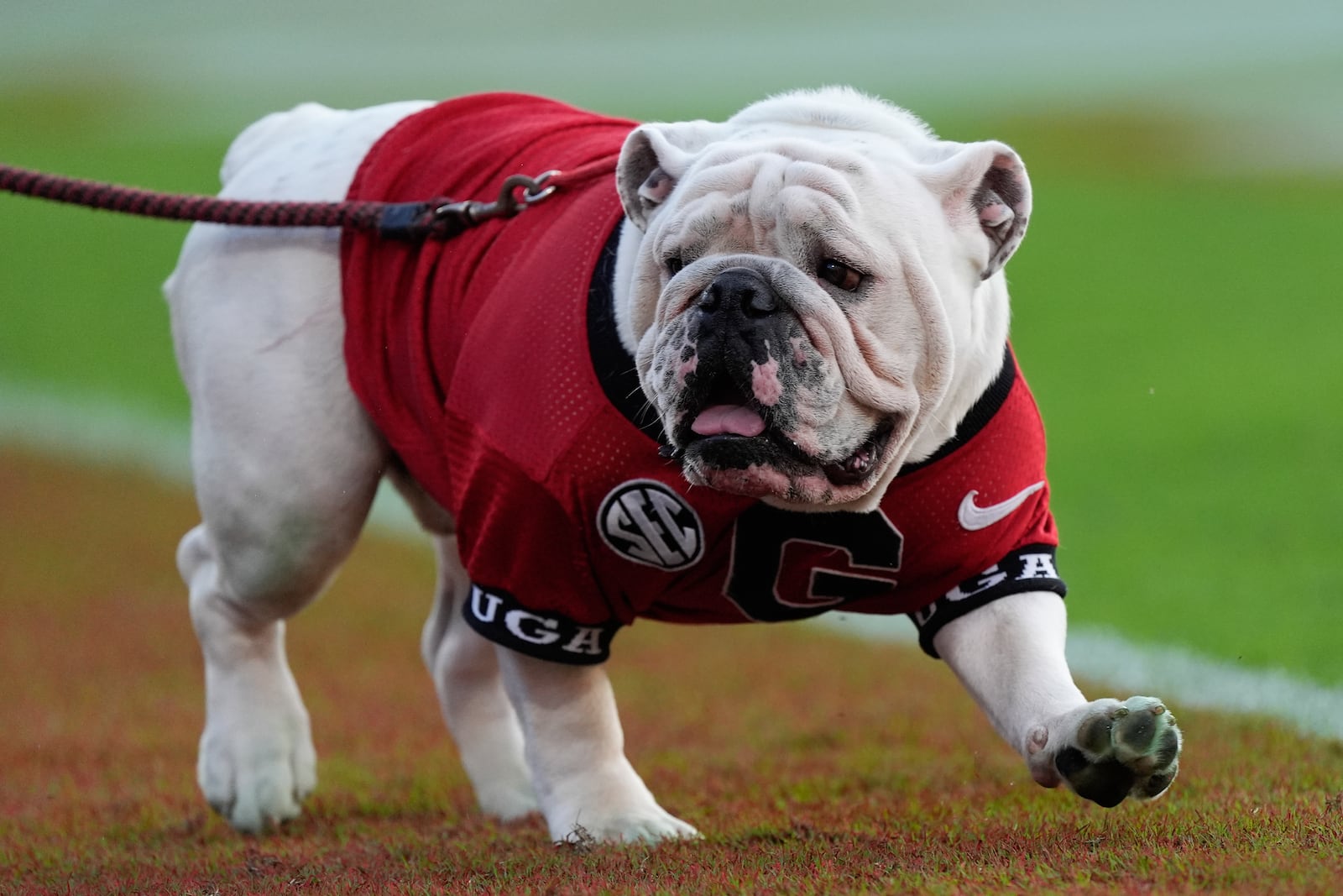 Georgia mascot Uga XI patrols the sideline during the second half of an NCAA college football game against Auburn Saturday, Oct. 5, 2024, in Athens, Ga. (AP Photo/John Bazemore)