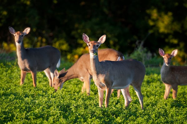 The budget of Georgia includes funds for processing donated venison.